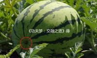 《功夫梦：交融之道》曝全球首支预告，成龙重返好莱坞掀功夫狂潮 — 新京报