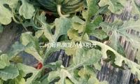 二代哈弗枭龙MAX敞开预售，长城最新电混技能有何不同？