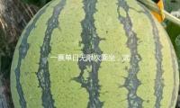 一票单日无限次乘坐，武汉文旅城市环游巴士注册运营