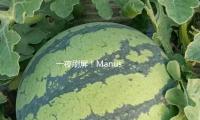 一夜刷屏！Manus AI合伙人紧迫弄清